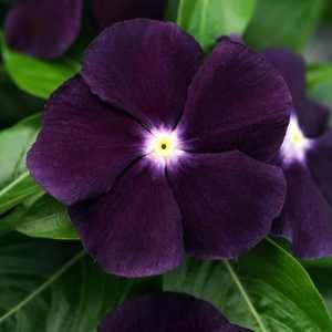 The deepest purple is this flower represents the colour of my nails.